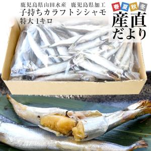 北海道より直送 北海道産 超特大いわし丸干し 巨大キングサイズ 20尾
