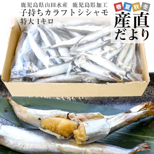 鹿児島県山田水産より発送　鹿児島県加工　特大　子持ちカラフトシシャモ（アイスランド産）1キロ（50尾...
