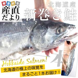 送料無料　北海道産　新巻き鮭　まるごと1本　約1.6キロ　さけ　サケ