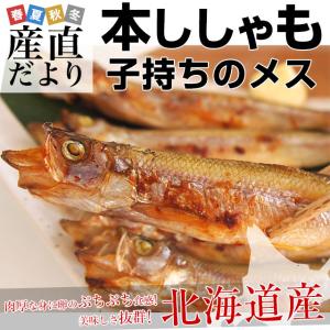 北海道から産地直送 北海道産 本ししゃも 子持ちのメス 30尾入化粧箱 送料無料 柳葉魚 本シシャモ