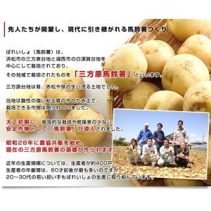 静岡県産 JAとぴあ浜松 三方原馬鈴薯(男爵)...の詳細画像4