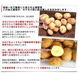 静岡県産 JAとぴあ浜松 三方原馬鈴薯(男爵)...の詳細画像5
