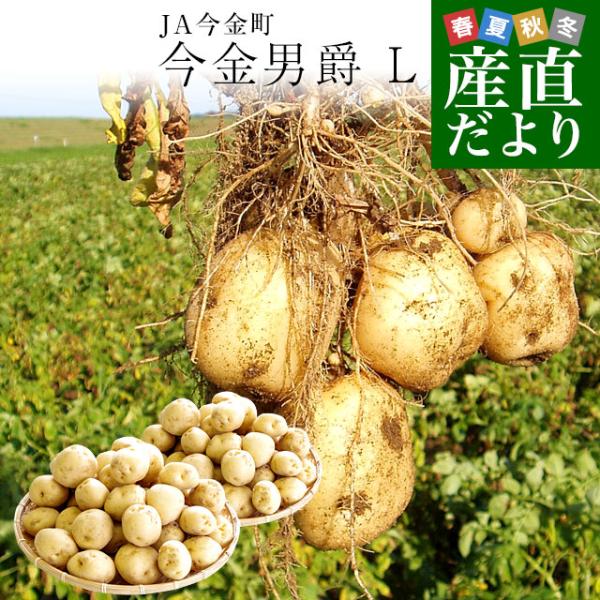 北海道産 JA今金町 じゃがいも 今金男爵 Lサイズ 約10キロ(65玉前後入り)　送料無料 馬鈴薯...