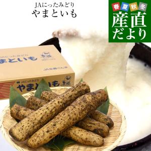 群馬県産 JAにったみどり やまといも 2キロ  ヤマトイモ