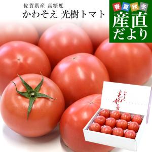 佐賀県産 高糖度 かわそえ光樹トマト 約1キロ化粧箱入 （10玉から16玉入） 送料無料 市場発送