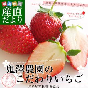 茨城県産 鬼澤農園のこだわりいちご (ステビア栽培 栃乙女) 合計1キロ以上 (260g×4パック入り) 市場発送 苺 イチゴ 大田市場 送料無料｜sanchokudayori