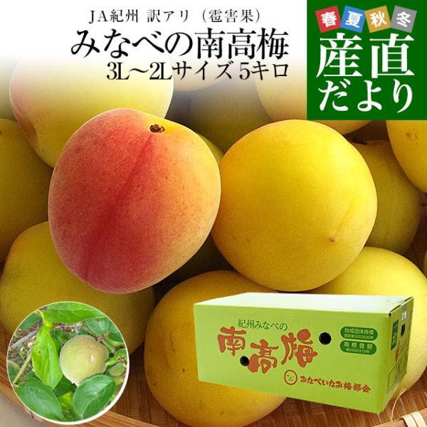 和歌山県産 JA紀州 みなべの南高梅 3Lサイズから2Lサイズ 訳アリ（雹害果） 約5キロ（150玉...