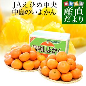 宮崎県から産地直送 JAみやざき宮崎中央地区本部 たまたま 2Lサイズ 3