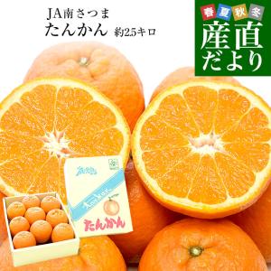 鹿児島県産 JA南さつま たんかん 約2.5キロ 化粧箱 大玉 3Lから5Lサイズ (8玉から11玉) 送料無料 柑橘 オレンジ タンカン 薩摩 市場発送｜sanchokudayori