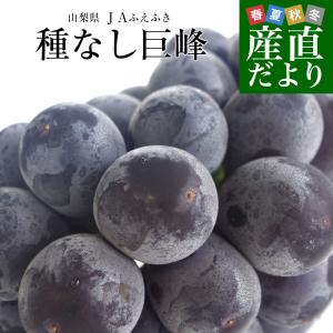 山梨県産JAふえふき　大型サイズ　種なし巨峰 赤秀以上 約1.5キロ (3房入り) 送料無料 葡萄 ぶどう 黒ぶどう ※クール便