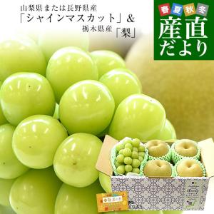 【遅れてごめんね 敬老の日】山梨県または長野県産シャインマスカット1房(約500g) ＆栃木県産梨(品種：豊水またはあきづき梨)4玉(約1.2キロ)セット 送料無料