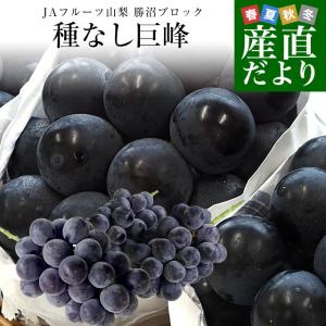 山梨県産 JAフルーツ山梨 勝沼支所 種なし巨峰 約1.5キロ (3房入り) 送料無料 葡萄 ぶどう 黒ぶどう ※クール便｜sanchokudayori