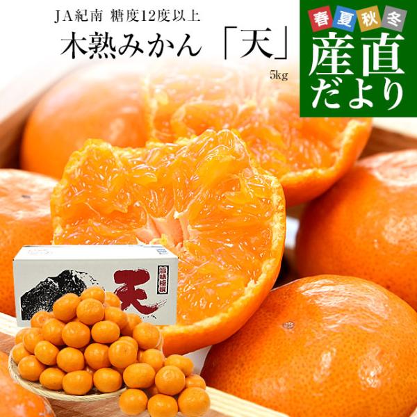和歌山県 JA紀南 糖度12度以上 木熟みかん「天」等級：赤無印以上 約5キロ MからSサイズ(50...