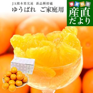 熊本県産 JA熊本果実連 新品種柑橘 ゆうばれ ご家庭用 約2.5キロ MからLサイズ （13玉から15玉前後）送料無料 柑橘 みかん オレンジ