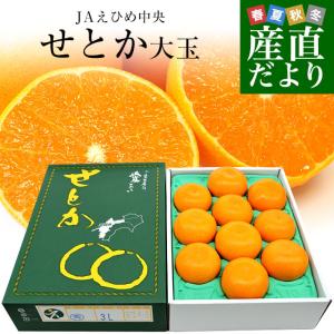 愛媛県産 JAえひめ中央 せとか 青秀品 化粧箱 大玉 4Ｌから3Lサイズ 約3キロ（8玉から10玉） 送料無料 柑橘 オレンジ｜sanchokudayori