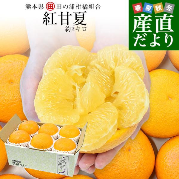 熊本県 田の浦柑橘組合 「紅甘夏」Lサイズ 約2キロ(6玉) 送料無料 かんきつ 甘夏 アマナツ べ...