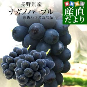 【お中元・夏ギフト】長野県 JAながの ハウス栽培品 ナガノパープル 秀品 約1キロ(2房) 送料無料 ブドウ 葡萄 ギフト お中元爆買