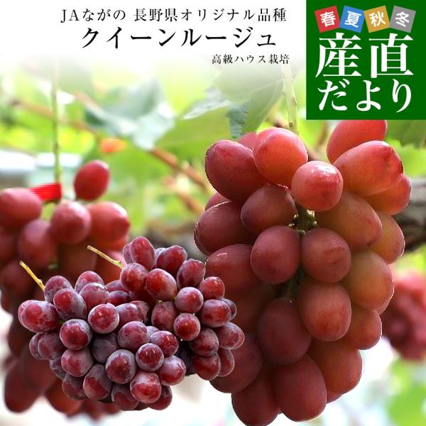 【お中元・夏ギフト】長野県 JAながの ハウス栽培品 クイーンルージュ 約1キロ（2房） 送料無料 ...