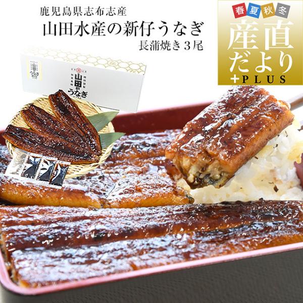 鹿児島県志布志産 山田水産の新仔うなぎ 長蒲焼き 大型160g前後×3尾詰め 送料無料 鰻 ウナギ ...