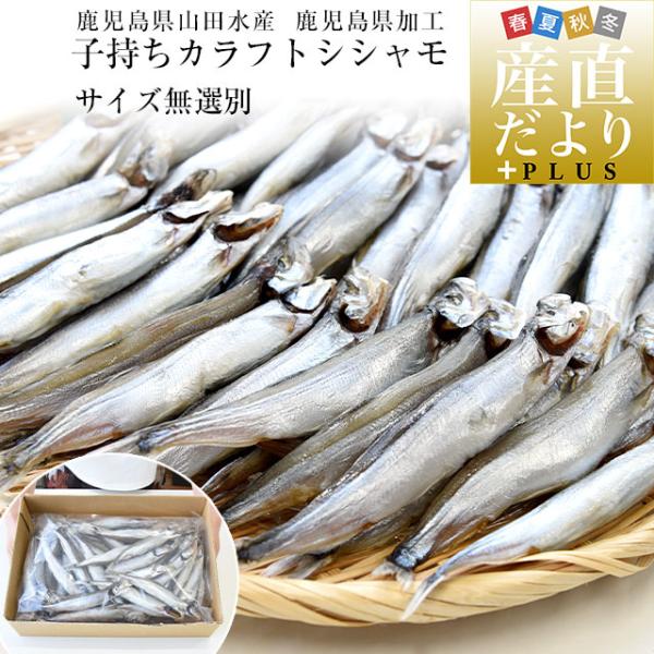 鹿児島県山田水産より発送　鹿児島県加工　サイズ無選別　子持ちカラフトシシャモ（アイスランド産）1キロ...