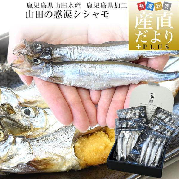 鹿児島県山田水産より直送　鹿児島県加工 特大 山田の感涙シシャモ（アイスランド産） 24尾入 化粧箱...