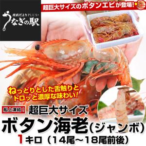 北海道から 船上凍結ボタン海老 (ロシア産) 超巨大サイズ