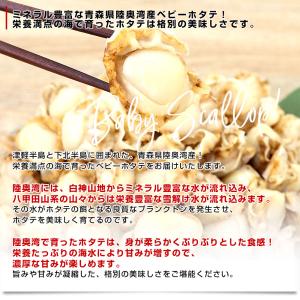 青森県陸奥湾産 ボイルベビーホタテ 1キロ M...の詳細画像3