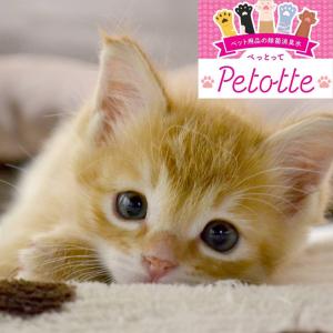 Petotte ぺっとって 300ml+4L ...の詳細画像5