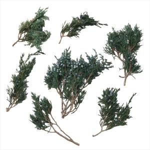 【グリーン　リーフ　実もの　枝もの　グリーン】　マウンテンジュニパー小枝　グリーン do002041-700 0【東京堂】