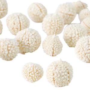 【実もの　カラー】　ムタンバナッツ　白 do022850-011 0【東京堂】