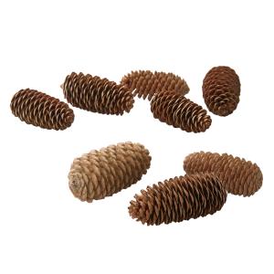 【実もの　ナチュラル】　トウヒ・小　ナチュラル do024060-000 0【東京堂】