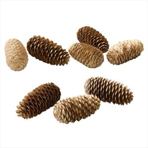 【実もの　カラー】　トウヒ・小　ゴールド do024060-902 0【東京堂】