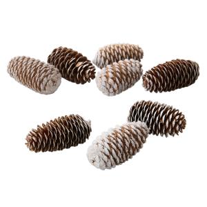 【実もの　カラー】　トウヒ・小　スノー do024060-982 0【東京堂】