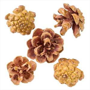 【実もの　ナチュラル】　ピノンコーン　ナチュラル do024090-000 0【東京堂】