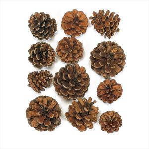 【ドライフラワー　ナチュラル素材　実もの ナチュラル】　松カサ・サイズアソート　ナチュラル do024200-000【東京堂】