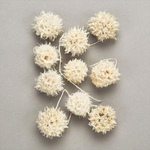 【実もの　カラー】　アンバーバーム　白 do024320-011 0【東京堂】