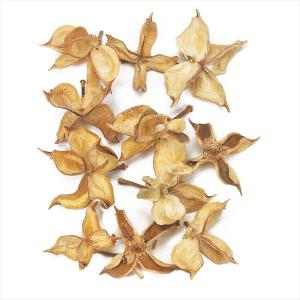 【実もの　ナチュラル】　ワタカラ　ナチュラル do024400-000 0【東京堂】