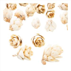 【ドライフラワー　ナチュラル素材　実もの カラー】　タマラックコーン　ナチュラルホワイト do024720-021【東京堂】