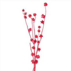 【プリザーブドフラワー　フラワー（プリザーブド） その他】　千成ホオズキ　レッド do030360-301【東京堂】