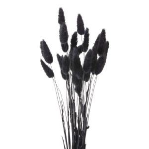 【フラワー（ドライ）　カラー】　ラグラス　黒 do042050-890 0【東京堂】