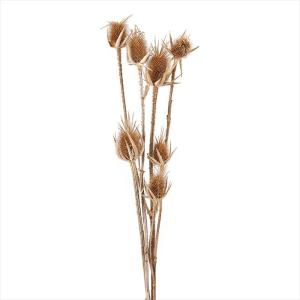 【ドライフラワー　ナチュラル素材　実もの ナチュラル】　チーゼル　Ｎ do042250-000【東京堂】