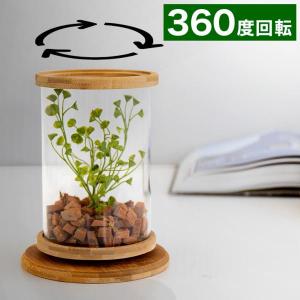 テラリウム 鉢 小さい ポット 容器 竹 ガラス 苔リウム おしゃれ ミニ水槽 観葉植物の鉢 アクアリウム 水草ガラス水槽 円柱 丸形 小さな熱帯魚 かわいい｜sangostyle