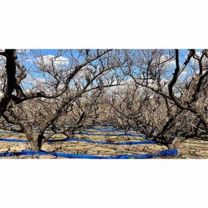 【訳あり・大容量】愛須食品 和歌山県産 紀州南...の詳細画像2