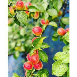 【訳あり・大容量】愛須食品 和歌山県産 紀州南...の詳細画像3