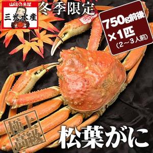 活ボイル　松葉がに(松葉ガニ かに 活 ボイル 松葉蟹 まつば )750g×1匹(2〜3人前) タグ付　