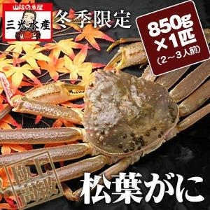 活きている松葉がに(松葉ガニ かに 活 松葉蟹 まつば )大 850g×1匹(2〜3人前) タグ付