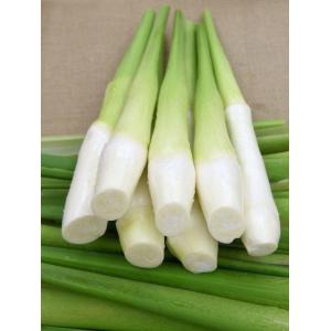 通年販売 冷蔵 新鮮 マコモ茸 マコモダケ ２本　 交白筍 マコモタケ 真菰筍