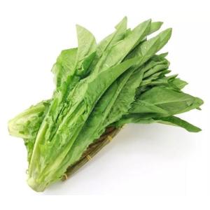 A菜 油麦菜 100g 新鮮野菜 中国産の詳細画像1