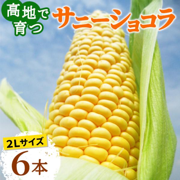 先行販売 サニーショコラ 長野県 6本 2Lサイズ お取り寄せ とうもろこし：c10