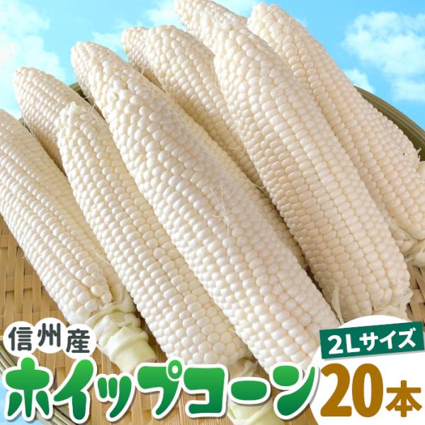 先行販売 白いとうもろこし 長野県産 ホイップコーン 20本 (10本×2箱) 2Lサイズ お取り寄...